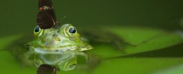Eat The Frog: How To Improve Your Productivity