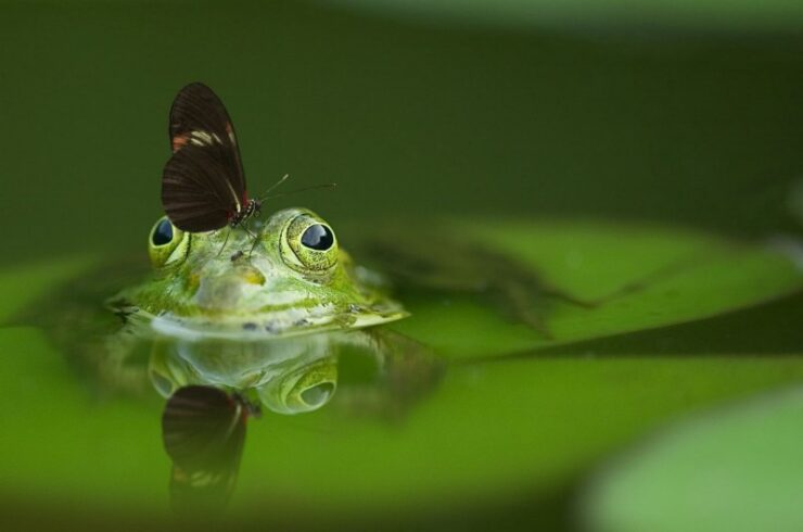 Eat The Frog: How To Improve Your Productivity